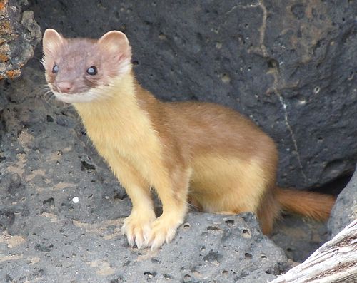 long-tailed weasel